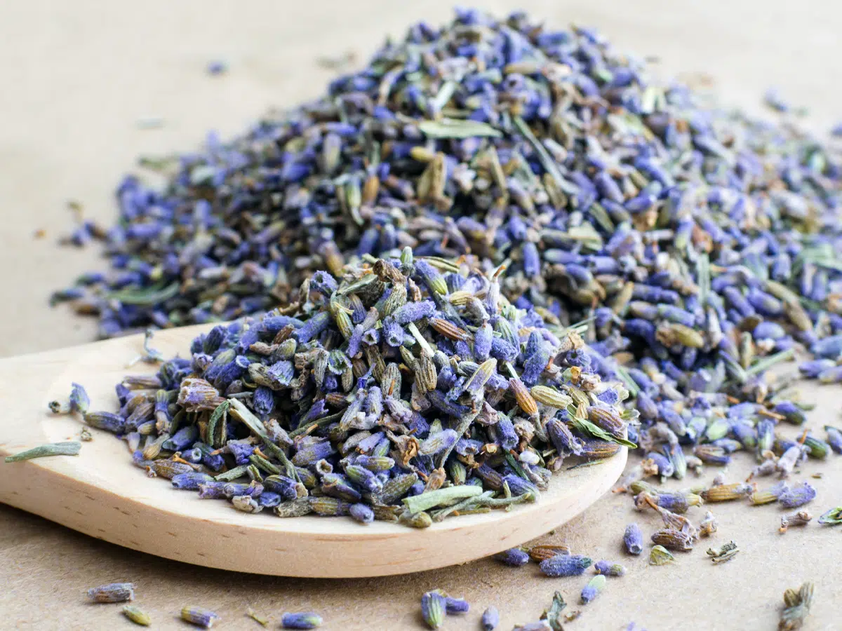 Lavender
